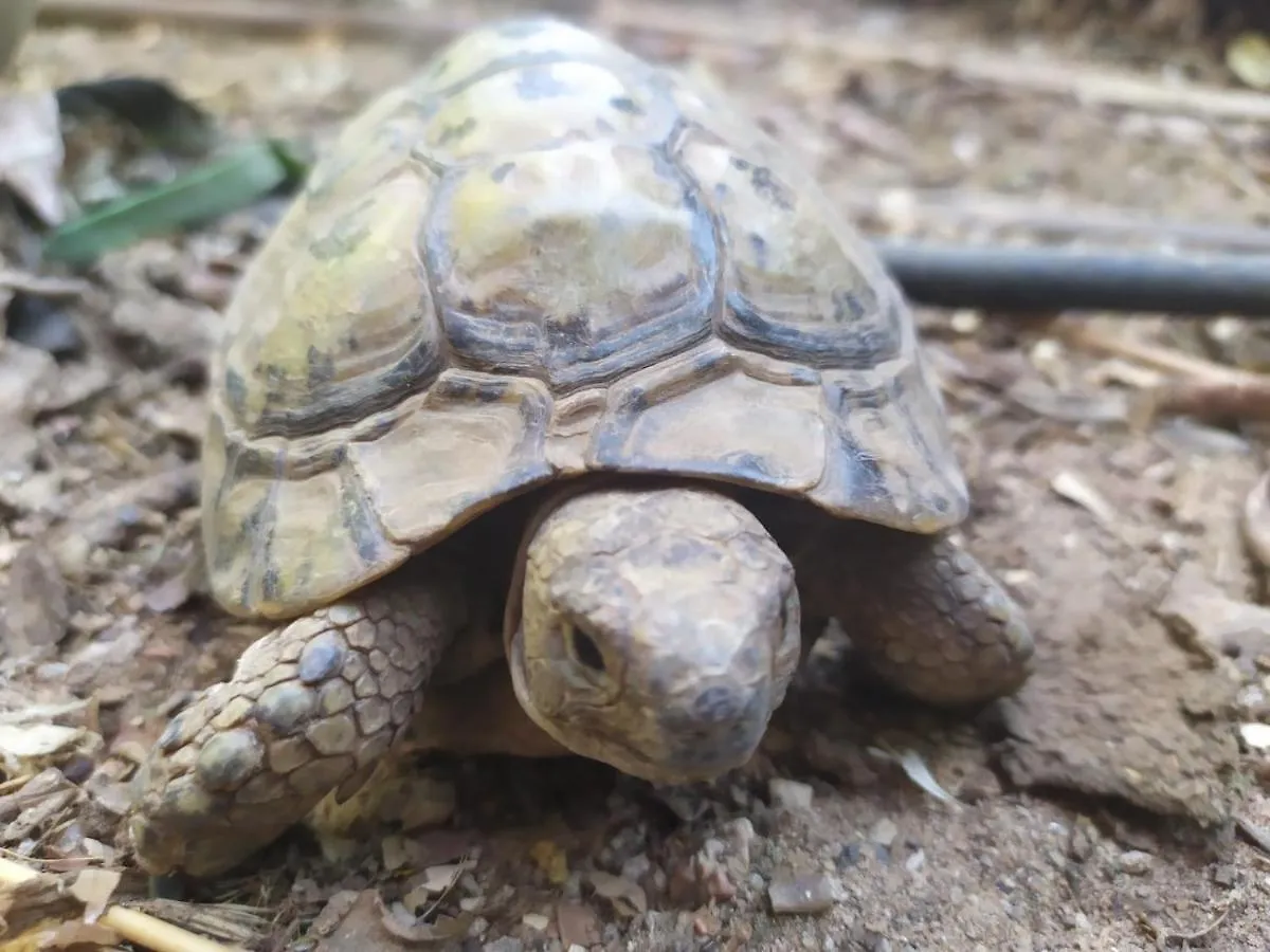 דירות Lotus Turtle Garden אילת