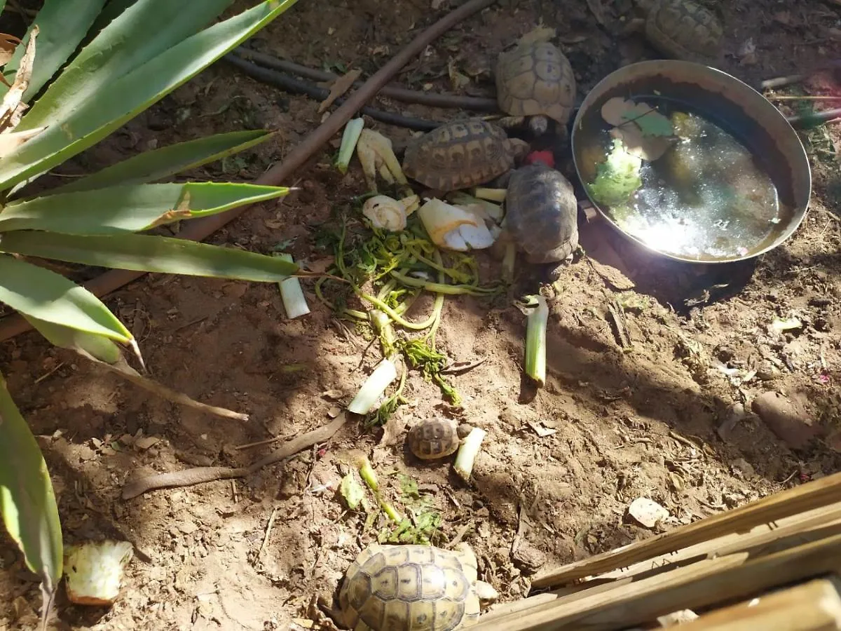 Lotus Turtle Garden Eilat Lägenhet