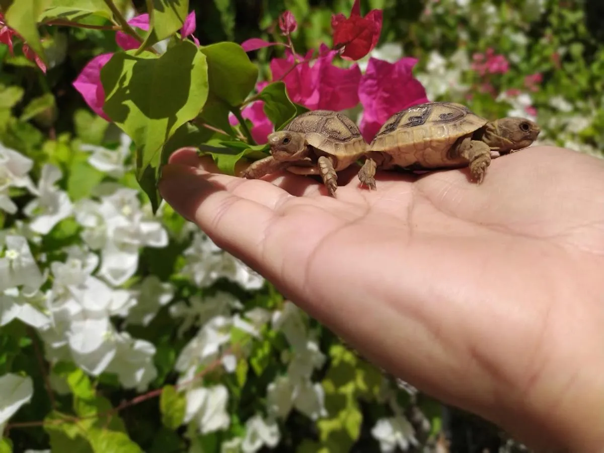 דירות Lotus Turtle Garden אילת